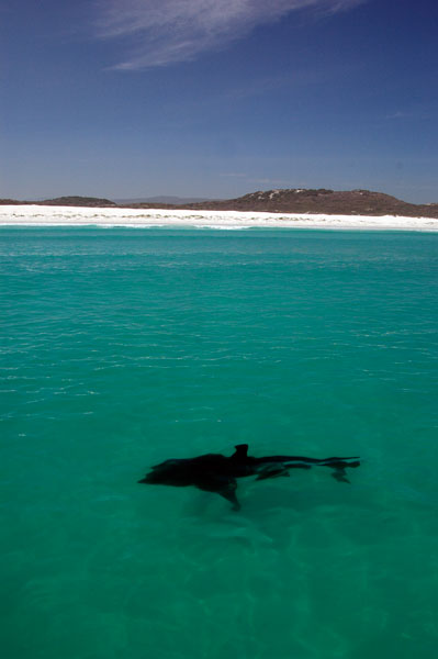 Shark-in-Walker-Bay-sud-africa