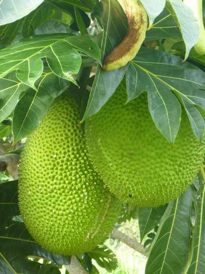 albero_del_pane_breadfruit-tahiti
