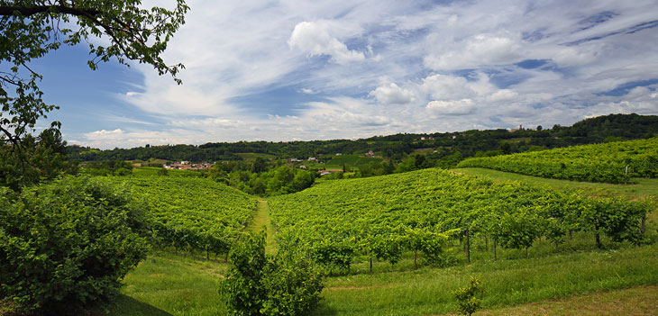 94-Panoramica-Vigneto-Springo-1-Giugno-2015-mr-(2)