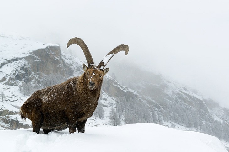 luca-giordano-foto-trekking-nel-parco-nazionale-del-gran-paradiso-700