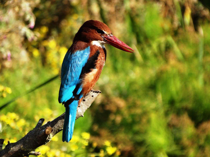 Festival-Birdwatching-Eilat-Common-kingfisher-Photo-Dov-Greenblat-SPNI