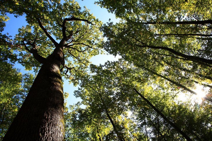 Viaggiare in Alvernia nel querceto più grande d'Europa