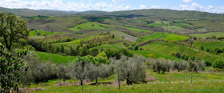 fattoria-la-maliosa-toscana-uliveti-storici-300