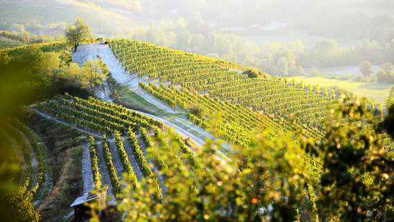 Vigneti del Gavi-k8HH-U1030461002819azD-568x320@LaStampa.it