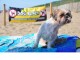 4-spiaggia-dog-beach-san-vincenzo-in-vacanza-con-il-cane-700
