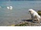 991-bau-beach-spiaggia-braccobaldo-lago-di-garda-in-vacanza-con-il-cane-700