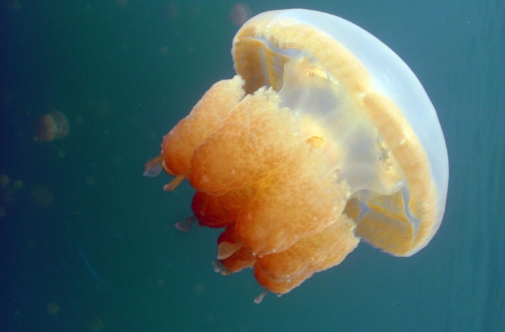 1luoghi-piu-pericolosi-almondo-meduse-palau-flickr-700