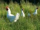 in-francia-con-i-bambini-poulet-Bresse-AOP_credit-CIVB-700