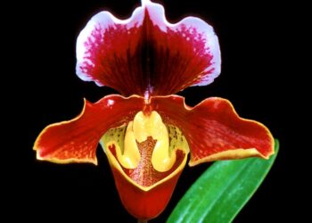 MOSTRA DELLE ORCHIDEE DI BUSSOLENGO