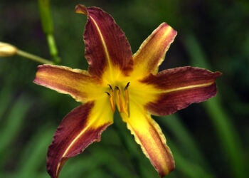 CUBA: LA TERRA DEI SIGARI