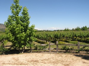 CILE DA DEGUSTAZIONE