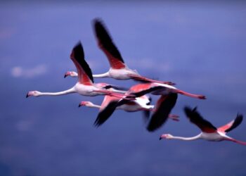 NAVARINO, LA COSTA DEGLI DEI