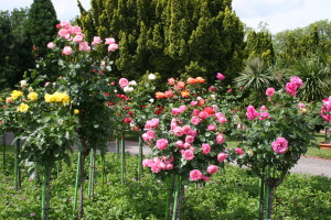 IL ROSETO PIU’ GRANDE DEL MONDO