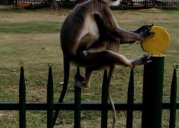 Sri Lanka. Scimmie nel parco reale di Kandy