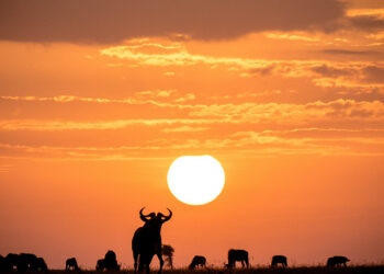 SAFARI DI FINE INVERNO IN KENYA