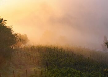 COLLI EUGANEI, MERAVIGLIE DI ARTE E NATURA