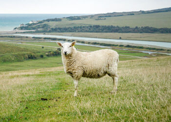 DUE GIORNI NEL SOUTH DOWNS NATIONAL PARK