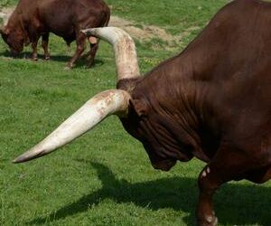 Safari Park di Pombia