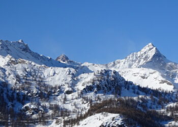 Chamois in inverno