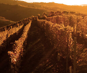 E’ ORA DI SCEGLIERE I MARCHI DI ECCELLENZA CON CUI FESTEGGIARE L’ARRIVO DI UN MERAVIGLIOSO 2020.