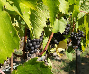 Strada della Romagna: la Via del Sangiovese