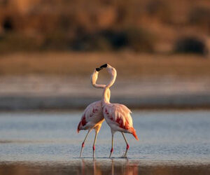 Five activities not to be missed in Ansenuza, one of Argentina's largest new parks