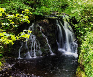 Benessere in Irlanda tra i luoghi del “Forest bathing”