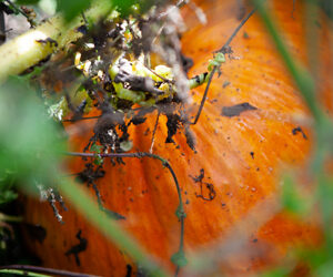 Kufsteinerland, il mastro birraio Christoph Bichler presenta la sua birra di zucca invernale