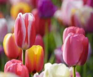 Keukenhof: less than 100 days to open!