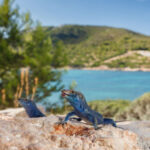 Isole Baleari: nuovi progetti green, per trasformare l’arcipelago in destinazione turistica sostenibile