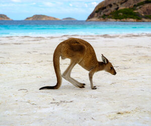 Viaggio nei Parchi Nazionali in Western Australia e la sua incredibile diversità