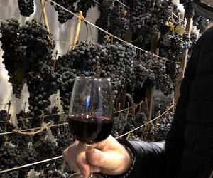 Scopri il gusto delle Marche con il Wine Tour: un viaggio tra sapori e tradizioni del territorio