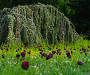 E’ SPRING BREAK! ESCURSIONI NEL VERDE E TRA I FIORI