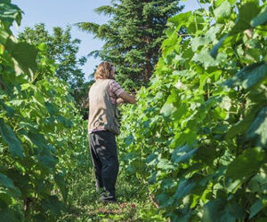 Marche & Wine: assaggia il Piceno