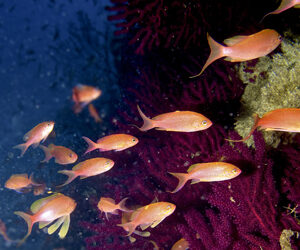 IMMERSIONI ALL’ISOLA D’ELBA, LA TOP 10 PER UN’ESPERIENZA INDIMENTICABILE