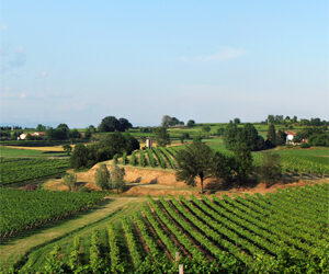 Vinitaly 2023 was the occasion for "SEITERRE VITICOLTORI SINCE 1877" to unveil the new