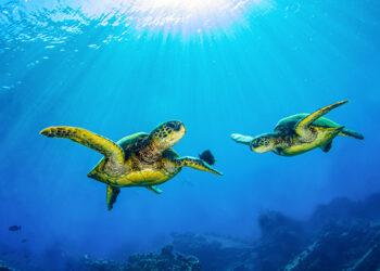 Turismo sostenibile e responsabile: sette consigli per viaggiare in modo più etico