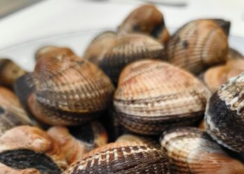 Gli alieni sbarcano ad Ancona con Tipicità in Blu