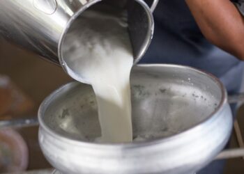 Progetto “Eccellenze DOP: un savoir-faire tutto europeo”: alla scoperta del Formaggio Montasio DOP