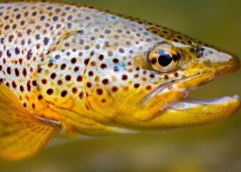 Il Verdicchio e la Trota a Sefro, un abbinamento vincente