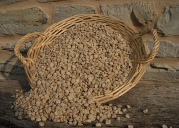 Appuntamento a Serra de' Conti per la Festa della Cicerchia