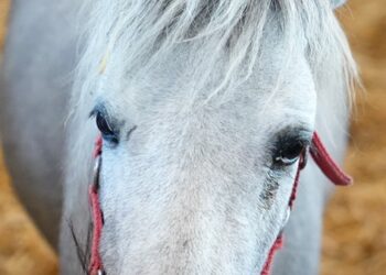 Fieracavalli, for “Autism Friendly”