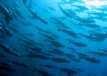 Il successo del pesce surgelato che fa (molto) bene anche all'ambiente