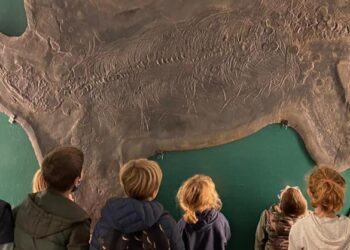 Il Museo Civico dei Fossili di Besano espone gli eccezionali reperti scoperti sul territorio del Monte San Giorgio, dichiarato sito Unesco Patrimonio dell'Umanità