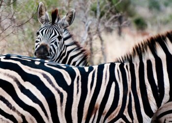 La fotografía de viajes
