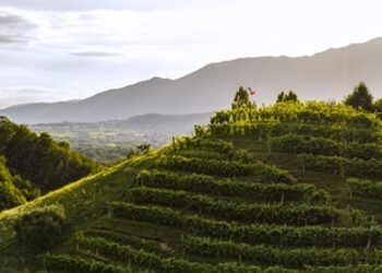 Asolo Montello: vino, arte e territorio si incontrano a Villa Barbaro per i 40 anni del Consorzio
