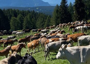 Transumanza in Alto Adige: il Barthlmastag celebra la tradizione alpina sul Corno del Renon