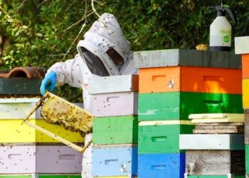 Api a Bibione: il miracolo naturale delle regine di Val Grande