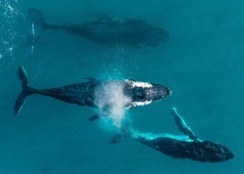 Nuovi orizzonti verso l’Australia Occidentale: Emirates presenta l’A380