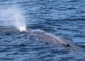 Santuario Pelagos: la ‘Mega Victoria’ diventa laboratorio di ricerca per salvare balene e tartarughe